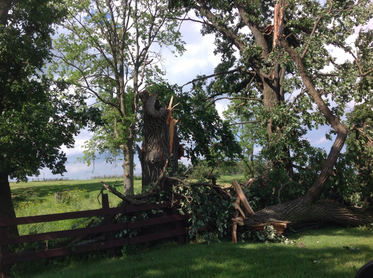 Tree damage 3 miles ESE of Earlville