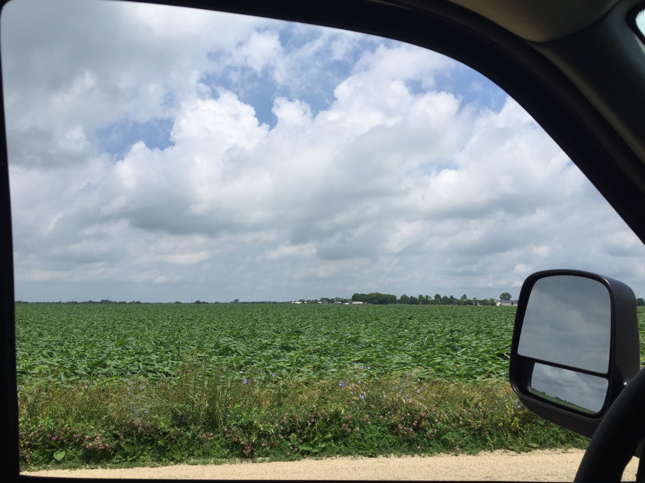 Corn flattened