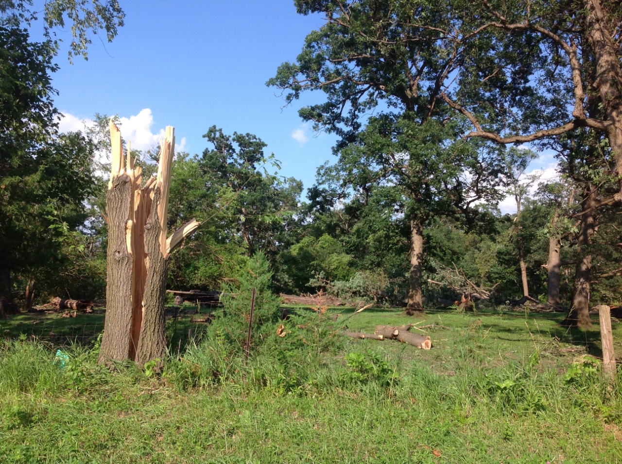 Tree damage